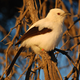 Image for article titled African Bird Steals Food by Stacking Lies Upon Lies
